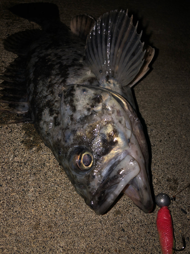 クロソイの釣果