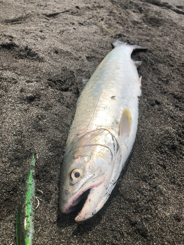 ウミアメの釣果