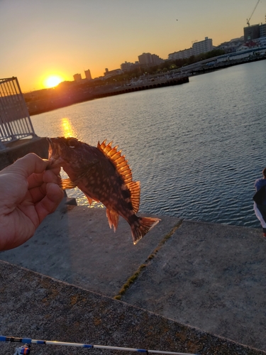 ガシラの釣果