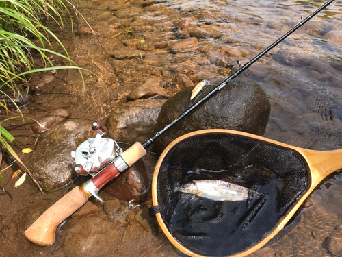 ヤマメの釣果