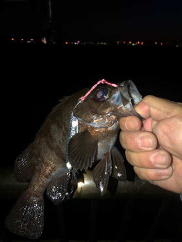 アオメバルの釣果