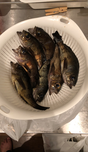 メバルの釣果