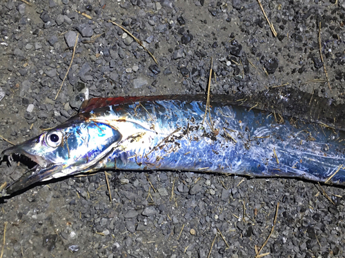 タチウオの釣果