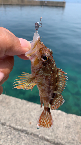 カサゴの釣果