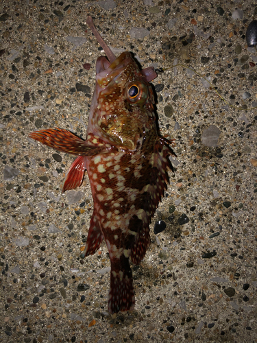 カサゴの釣果