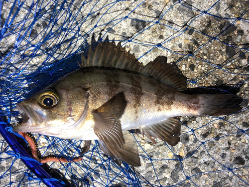 メバルの釣果