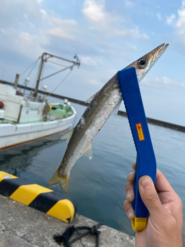 アカカマスの釣果