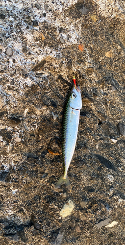 サバの釣果