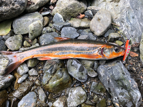 ウグイの釣果