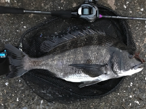 クロダイの釣果