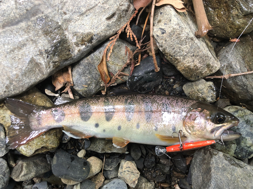 ヤマメの釣果