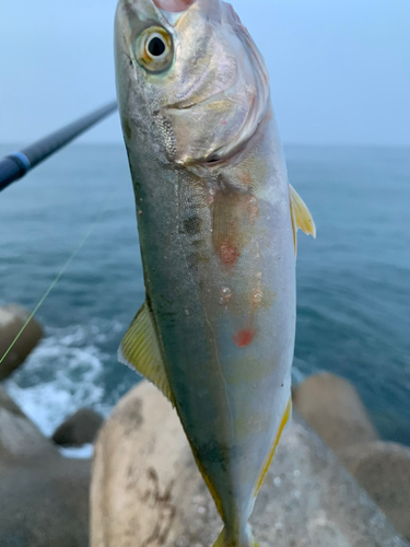 ワカシの釣果