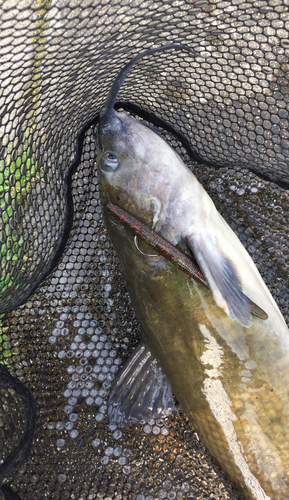 アメリカナマズの釣果