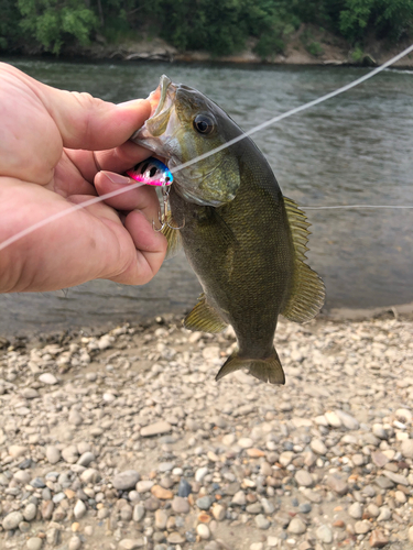 スモールマウスバスの釣果