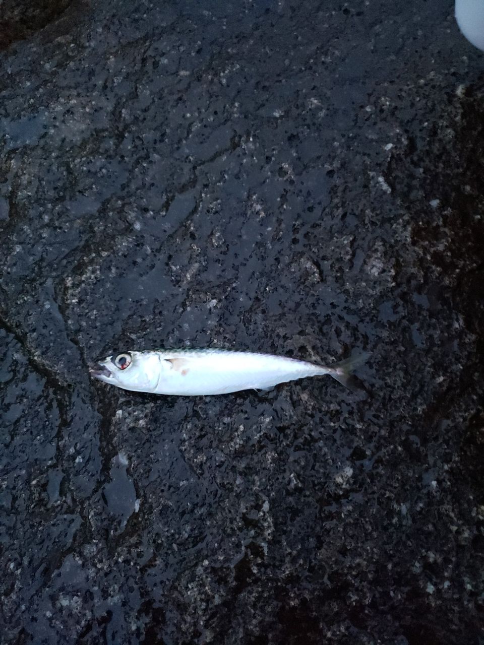 サバ