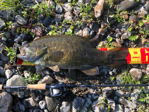 スモールマウスバスの釣果