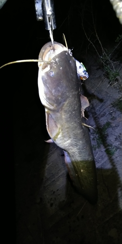 ニホンナマズの釣果