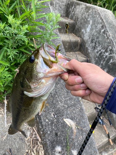 ブラックバスの釣果