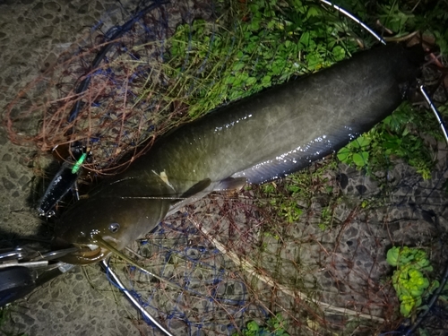 ニホンナマズの釣果