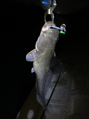 ニホンナマズの釣果