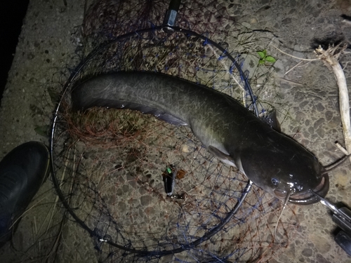 ニホンナマズの釣果