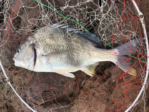 キビレの釣果