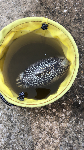 シリヤケイカの釣果