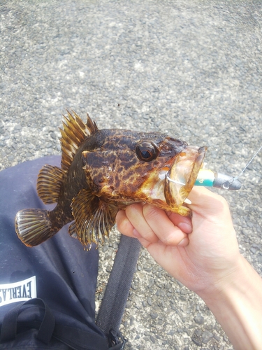 タケノコメバルの釣果