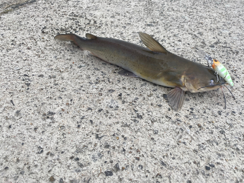 アメリカナマズの釣果