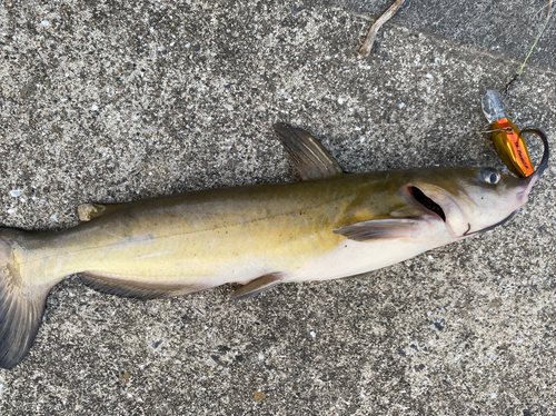 アメリカナマズの釣果