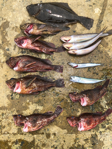 カサゴの釣果