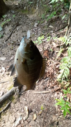 ブルーギルの釣果