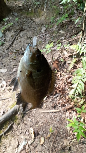 ブルーギルの釣果