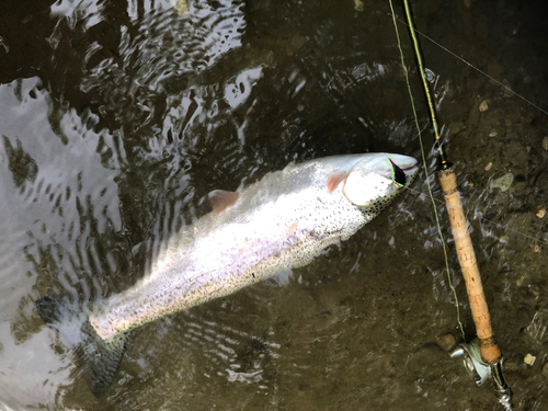 ニジマスの釣果