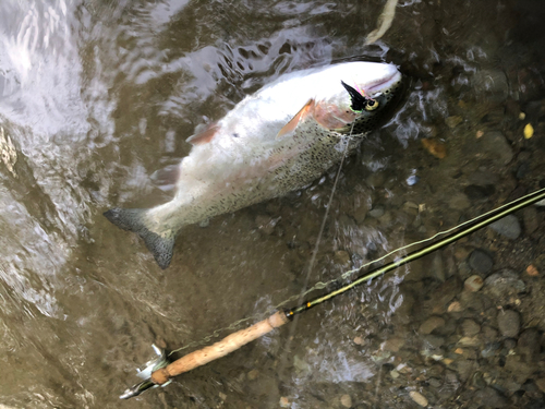 ニジマスの釣果