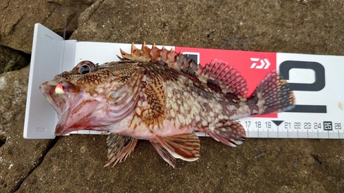 カサゴの釣果