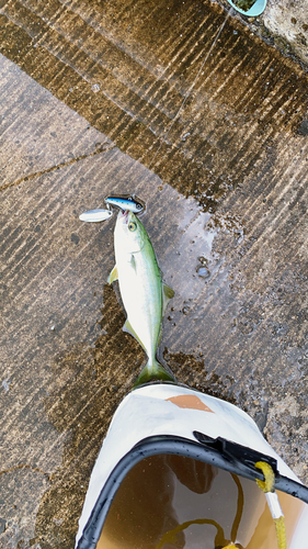 ワカシの釣果