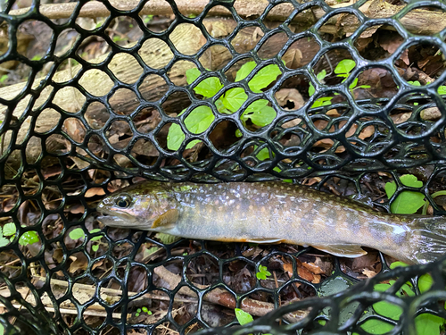 イワナの釣果