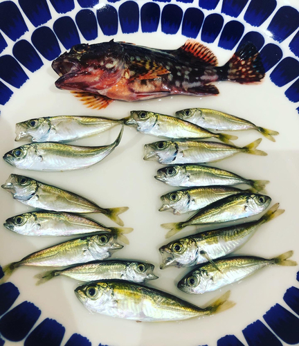 アジの釣果