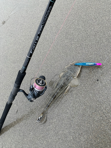 マゴチの釣果