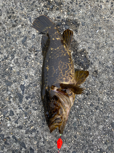 タケノコメバルの釣果