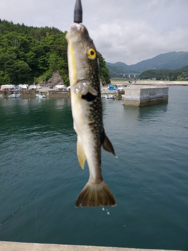 ショウサイフグの釣果