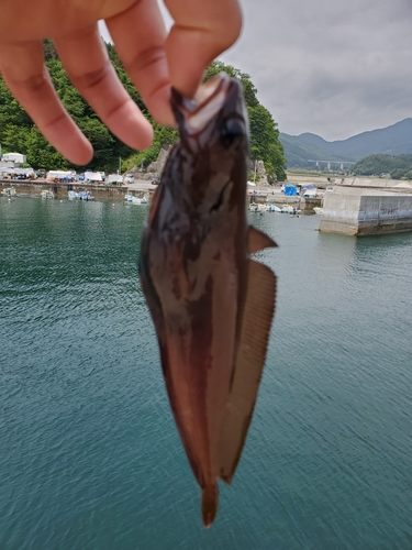 エゾイソアイナメの釣果