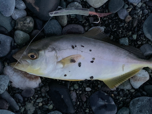 ショゴの釣果