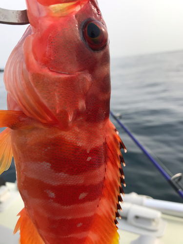 アカハタの釣果