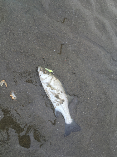 セイゴ（ヒラスズキ）の釣果