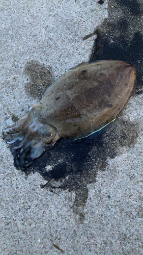 コウイカの釣果