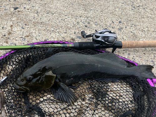 アイナメの釣果