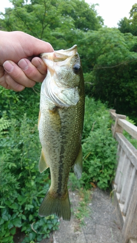 ブラックバスの釣果