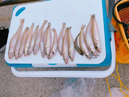 シロギスの釣果